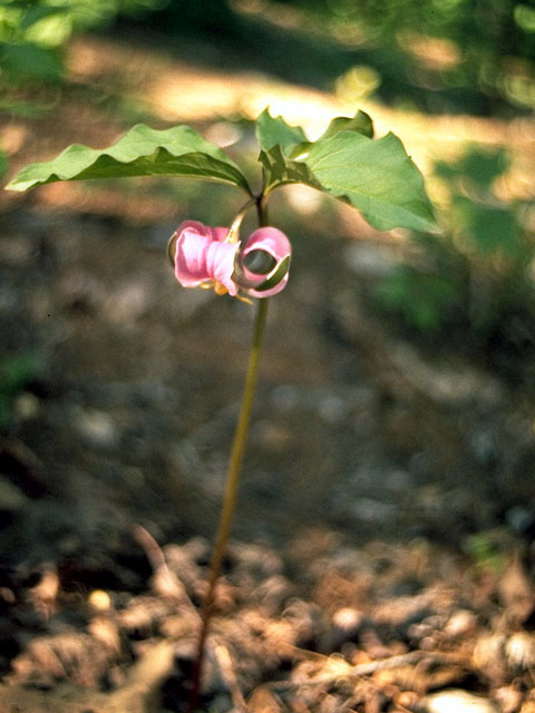 Trillium catesbaei (Bashful wakerobin) #259