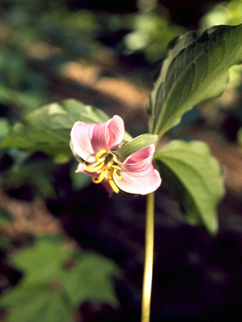 Trillium catesbaei (Bashful wakerobin) #260