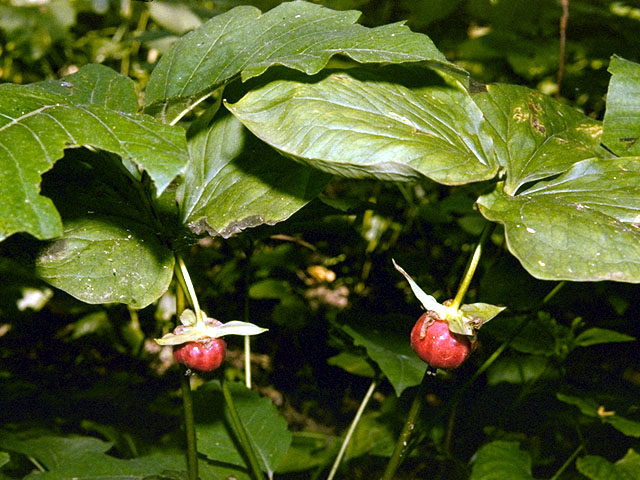 Trillium cernuum (Whip-poor-will flower) #263