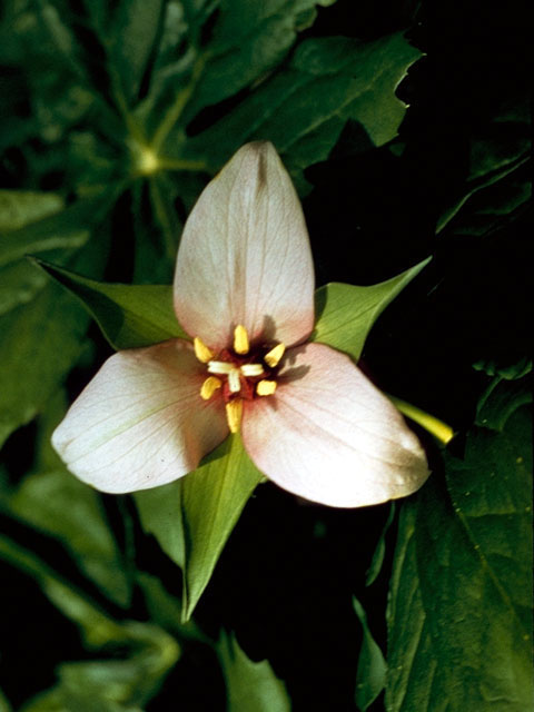 Trillium erectum (Red trillium) #278