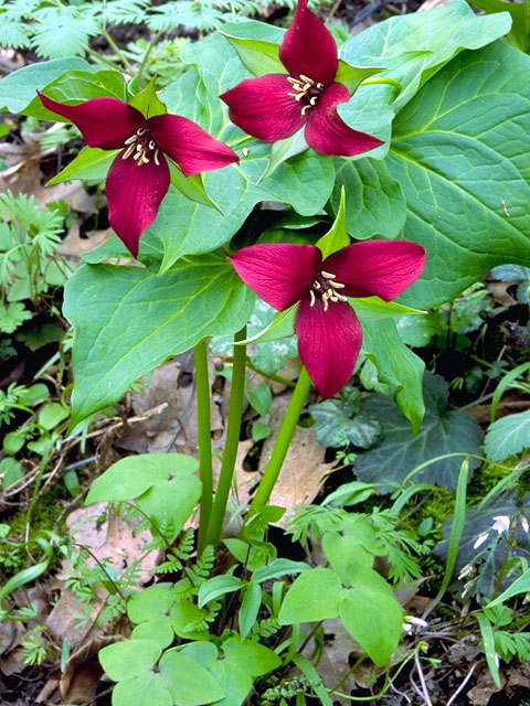 Trillium erectum (Red trillium) #280