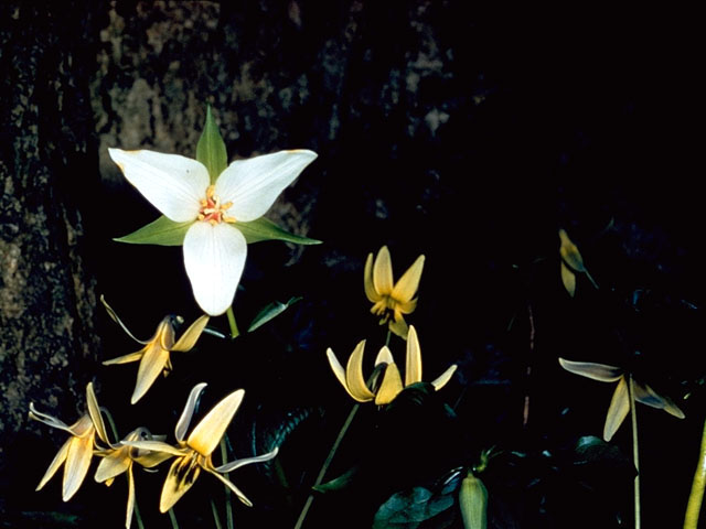 Trillium flexipes (Nodding wakerobin) #281