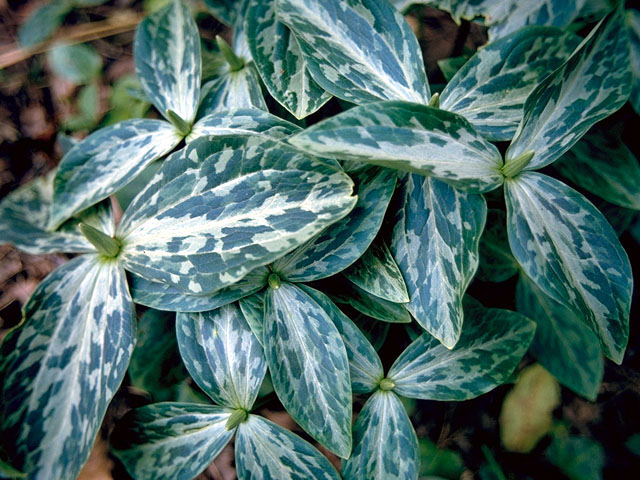 Trillium gracile (Slender trillium) #283