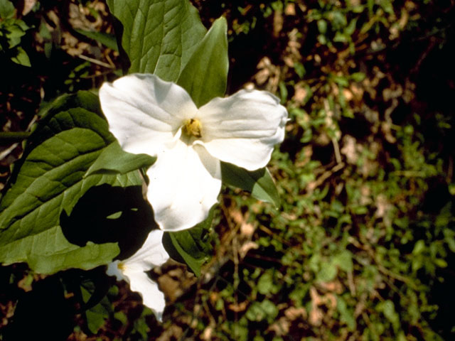 Trillium grandiflorum (White wake-robin) #286