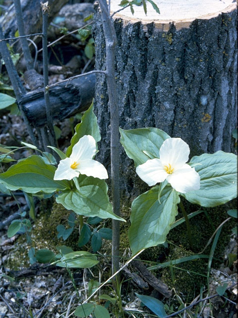 Trillium grandiflorum (White wake-robin) #288