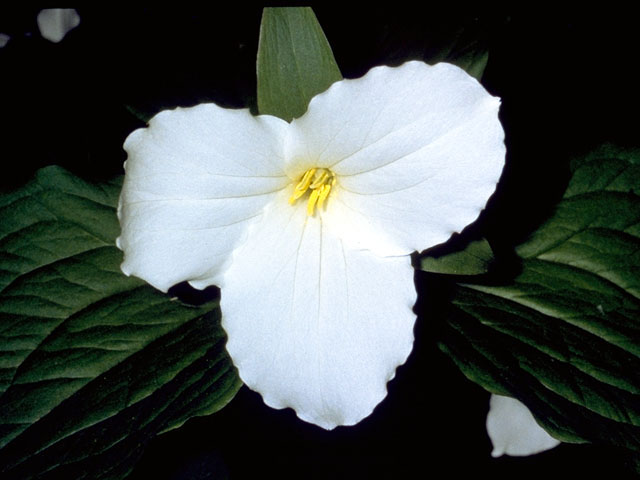 Trillium grandiflorum (White wake-robin) #289