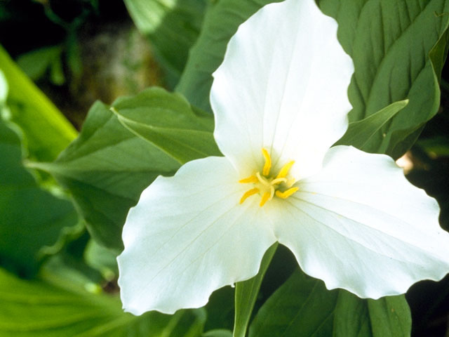 Trillium grandiflorum (White wake-robin) #293