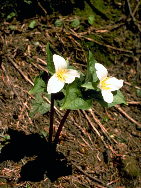 Trillium ovatum (Pacific trillium) #300