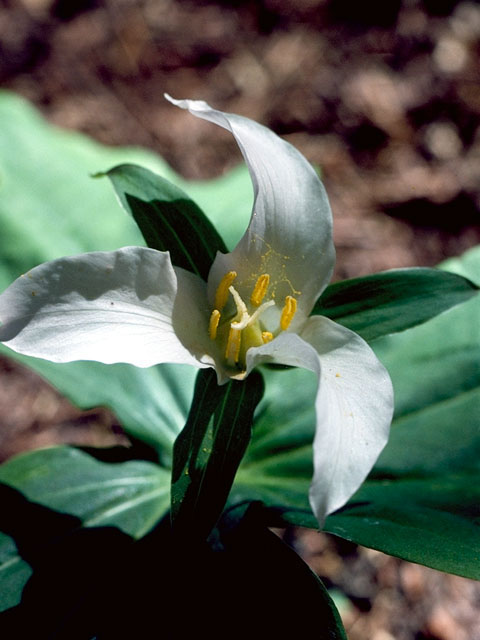 Trillium ovatum (Pacific trillium) #302