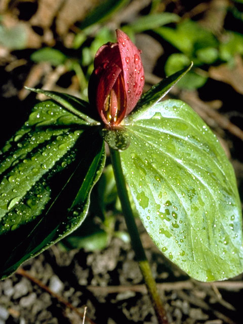 Trillium sessile (Toadshade) #307