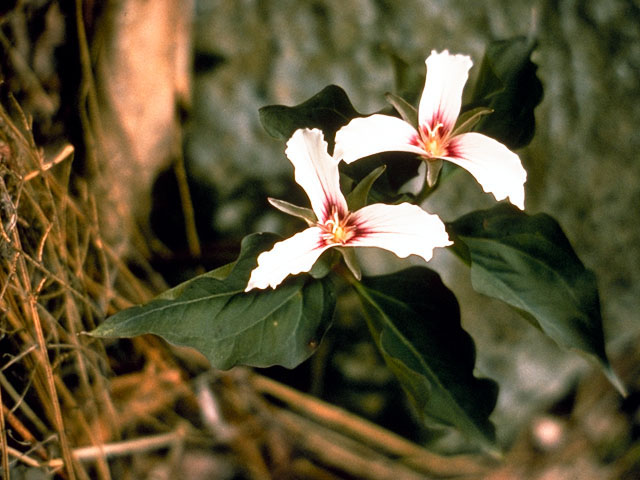 Trillium undulatum (Painted trillium) #310