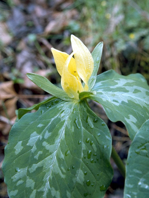 Trillium viride (Wood trillium) #317