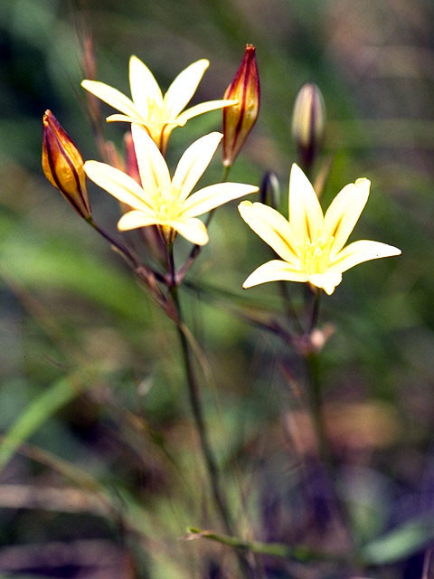 Triteleia ixioides (Prettyface) #318