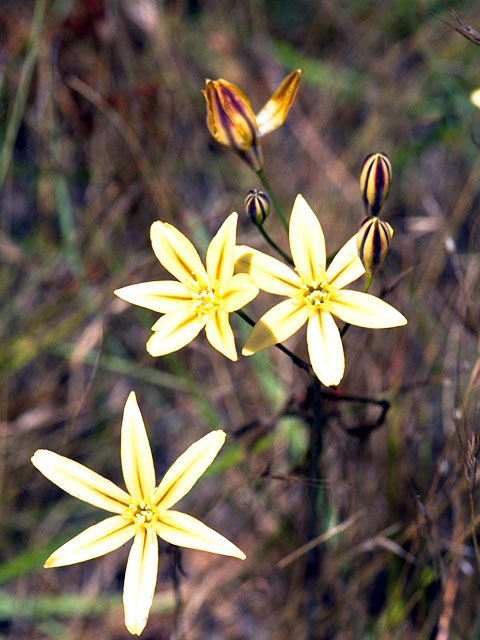 Triteleia ixioides (Prettyface) #319