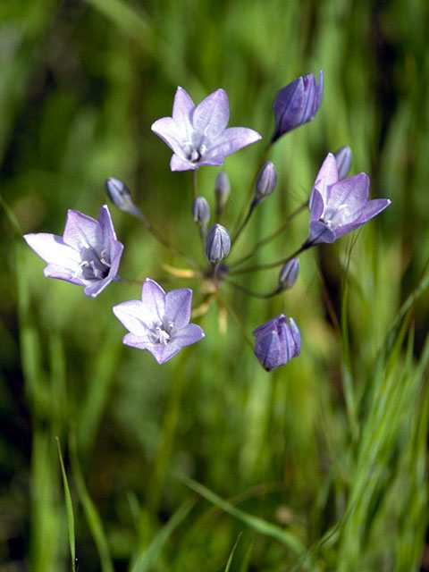 Triteleia laxa (Ithuriel's spear) #321