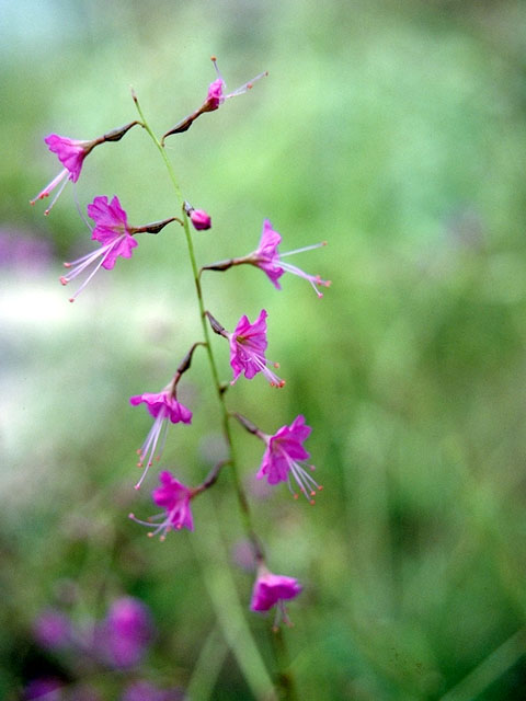 Cyphomeris gypsophiloides (Red cyphomeris) #365