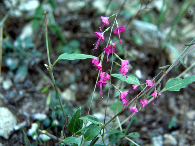 Cyphomeris gypsophiloides (Red cyphomeris) #368