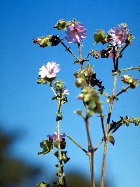 Mirabilis albida (White four o'clock) #373