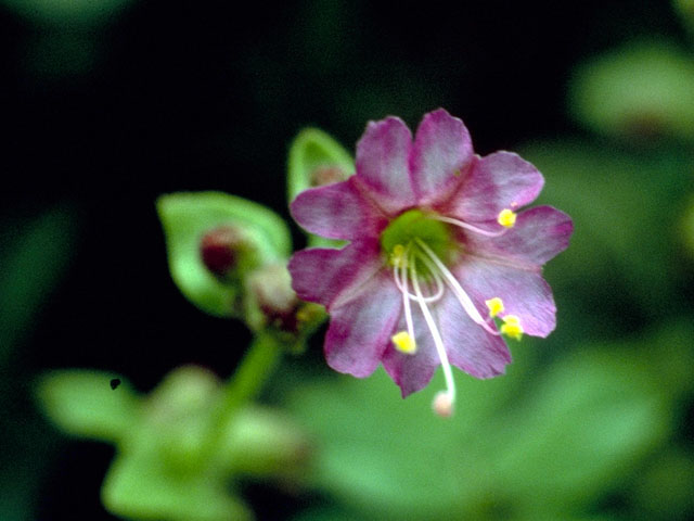 Mirabilis laevis var. laevis (Desert wishbone-bush) #376