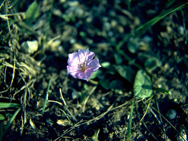 Okenia hypogaea (Burrowing four o'clock) #394