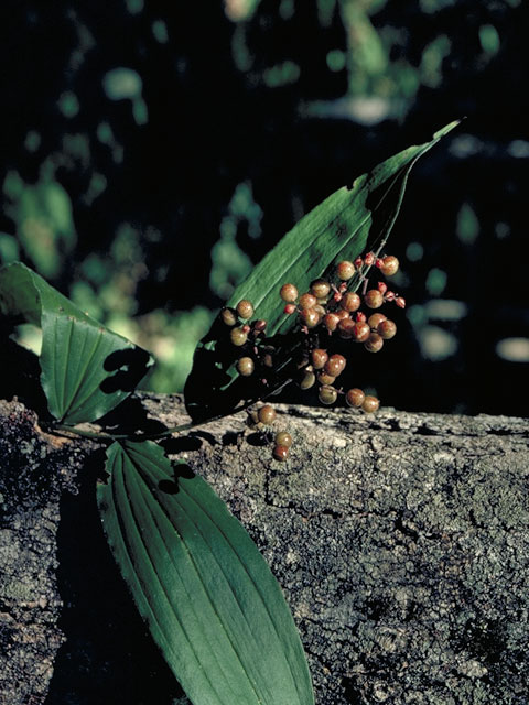 Maianthemum racemosum (Feathery false lily of the valley) #511