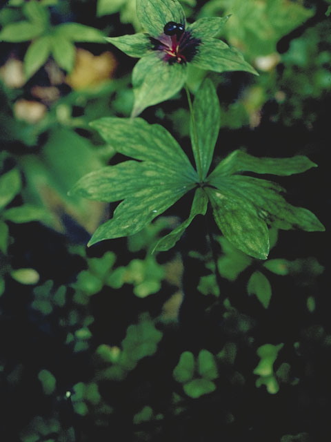 Medeola virginiana (Indian cucumber) #515