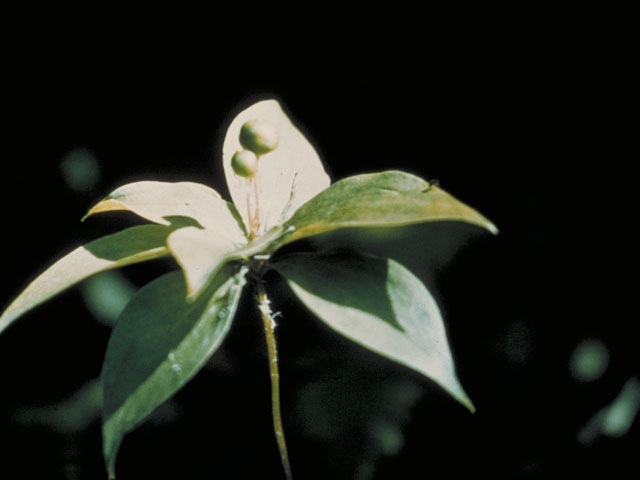 Medeola virginiana (Indian cucumber) #516