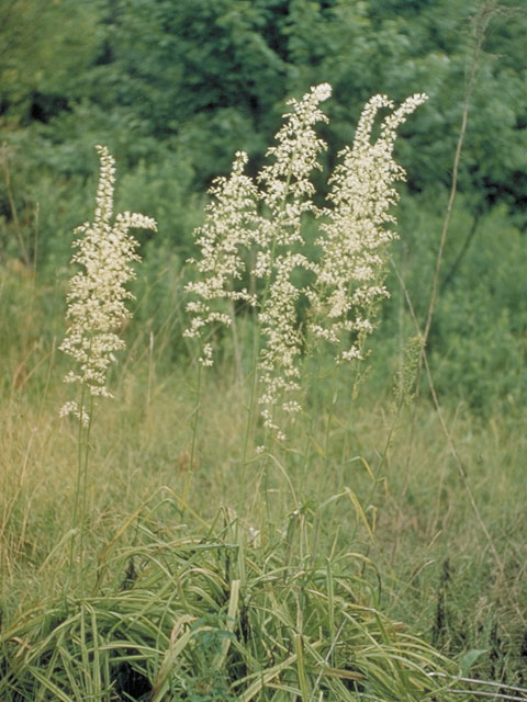 Stenanthium gramineum (Eastern featherbells) #518