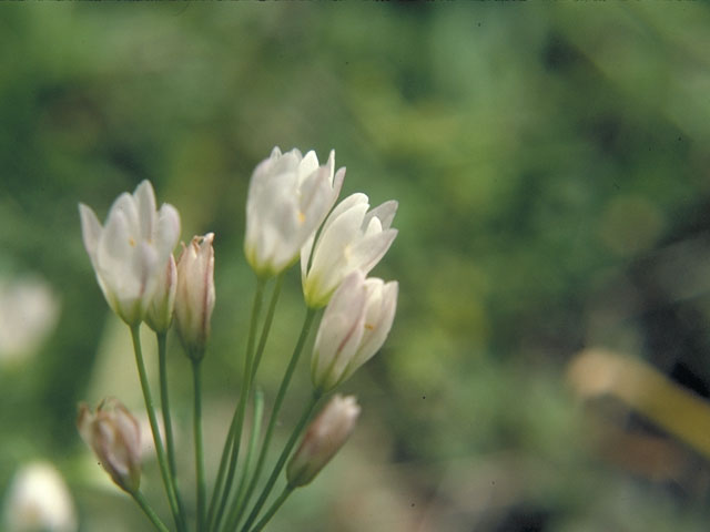 Nothoscordum bivalve (Crowpoison) #535