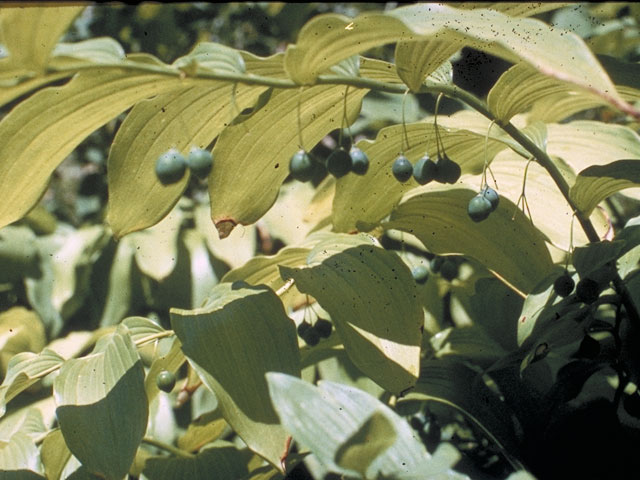 Polygonatum biflorum var. commutatum (Great solomon's seal) #547