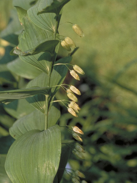 Polygonatum biflorum var. commutatum (Great solomon's seal) #549