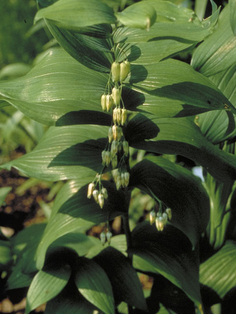 Polygonatum biflorum var. commutatum (Great solomon's seal) #550