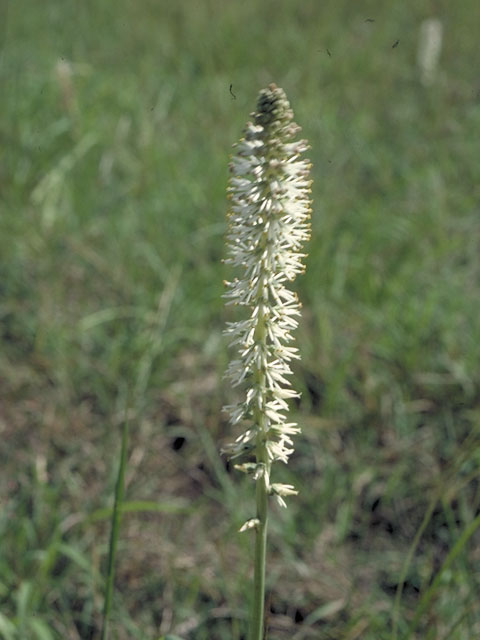 Schoenocaulon drummondii (Green feathershank) #556