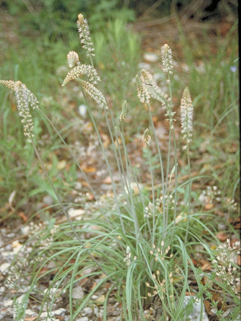 Schoenocaulon drummondii (Green feathershank) #558