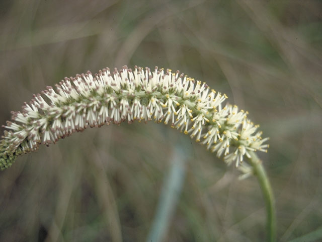 Schoenocaulon drummondii (Green feathershank) #559