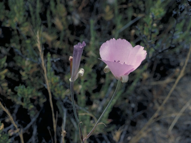 Calochortus splendens (Splendid mariposa lily) #660