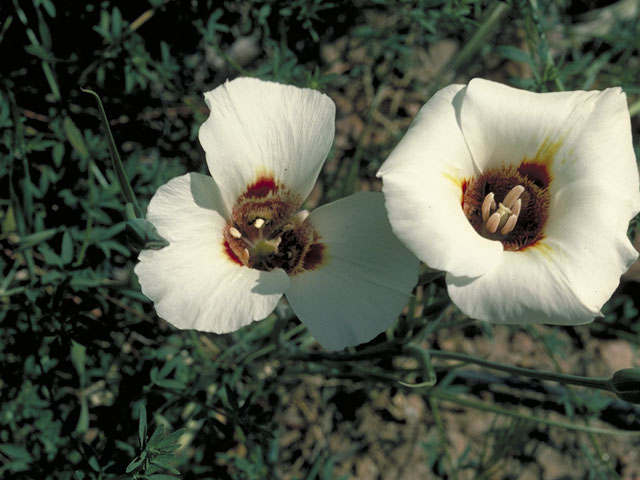 Calochortus venustus (Butterfly mariposa lily) #674