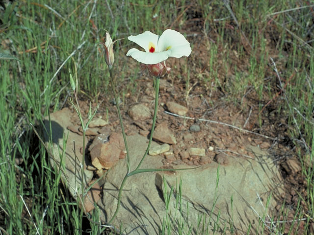 Calochortus venustus (Butterfly mariposa lily) #675