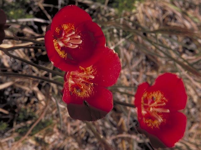 Calochortus venustus (Butterfly mariposa lily) #678