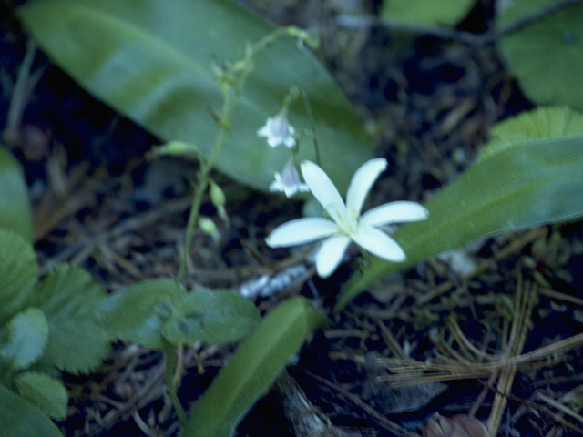 Clintonia uniflora (Bride's bonnet) #702