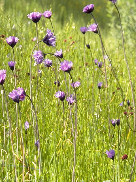 Dichelostemma capitatum (Bluedicks) #714