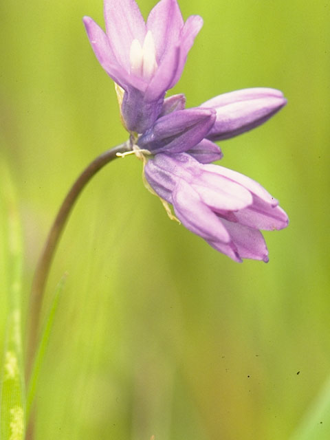 Dichelostemma capitatum (Bluedicks) #715