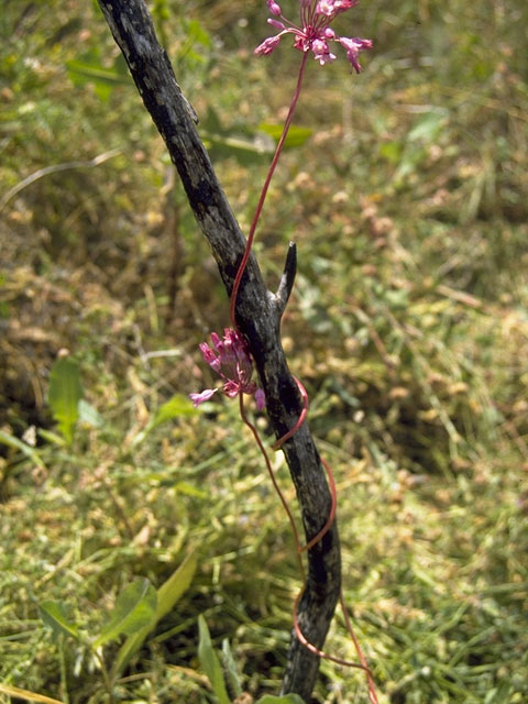 Dichelostemma volubile (Twining snakelily) #716