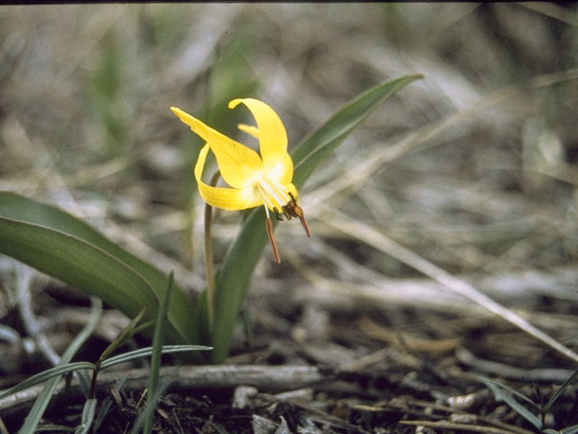 Erythronium rostratum (Yellow troutlily) #746