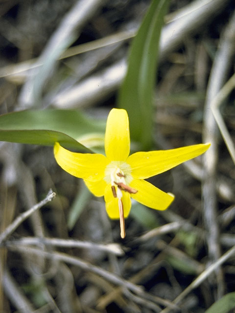 Erythronium rostratum (Yellow troutlily) #747