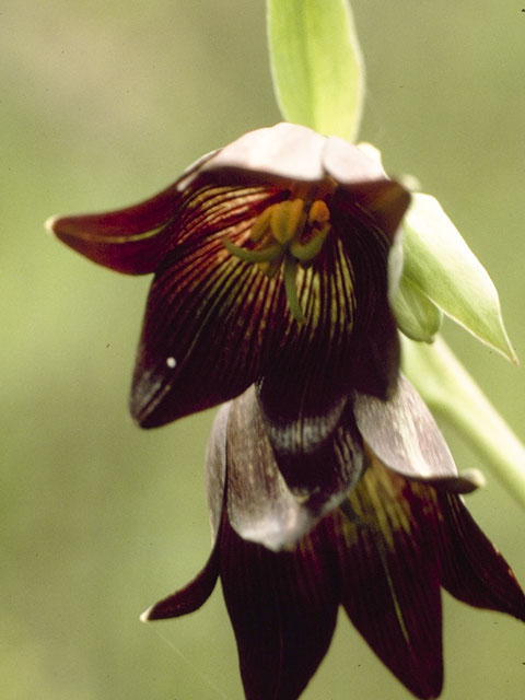 Fritillaria biflora (Chocolate lily) #751