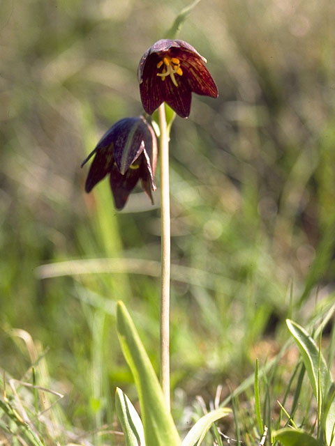 Fritillaria biflora (Chocolate lily) #752