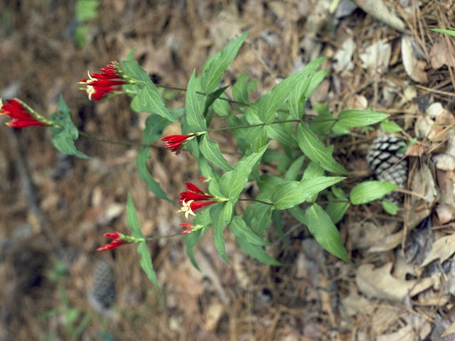 Spigelia marilandica (Woodland pinkroot) #777