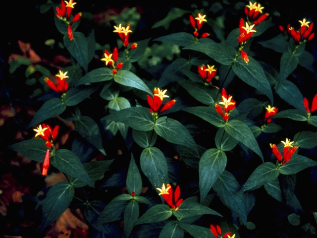 Spigelia marilandica (Woodland pinkroot) #779