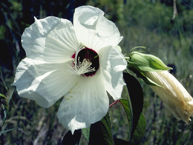 Hibiscus lasiocarpos (Woolly rose-mallow) #824